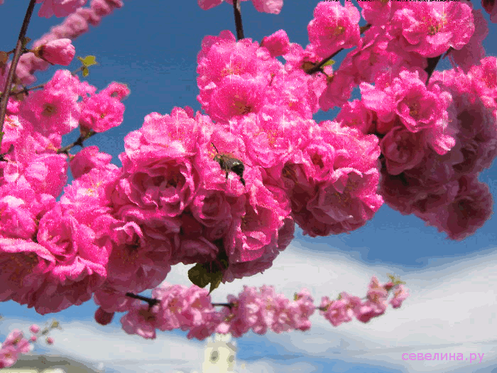 В Бирюлевском дендропарке отпразднуют цветение Сакуры - фото 1