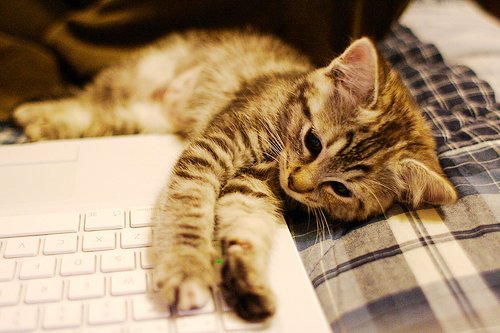 Тип темперамента Cat-computer-cute-laptop-notebook-Favim
