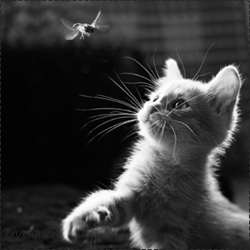 http://sevelina.ru/images/uploads/2012/10/animal-black-and-white-cat-cute-favimcom-513321.png
