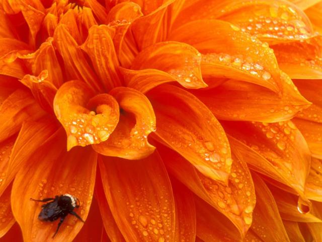 оранжевый цвет Bumblebee and Dewdrops Dahlia