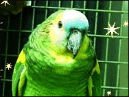 Блестящие попугаи -от Карин4ик