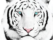 Блестяшки-анимашки белых тигров от Тани Дрю