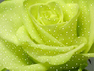 Блестяшки «Розы» от Ksenia1245.