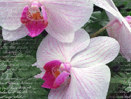 Блестяшки «Орхидеи» от Bella060798