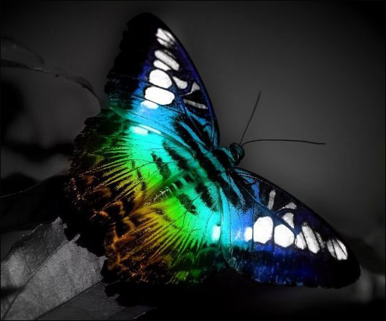 Ты - бабочка!