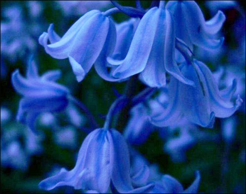 Ты-КОЛОКОЛЬЧИК! Загадочная и скромная!