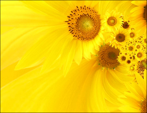 Ты-ПОДСОЛНУХ! Светлая и, конечно, же дружелюбная!