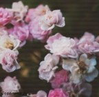 flowers-indie-photography-pink-Favim.com-1092243