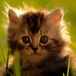 Аватар (нАдЮшКа-ПоДуШкА)