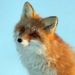 Аватар (fox)