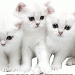 Аватар (White_____Cat)