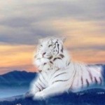 Аватар (arinca)