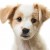 Логотип группы ღDogs&Puppiesღ™