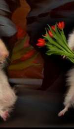 433683-bbc28b163f72ca843a88c6ebfabac1d83a5d8f5a