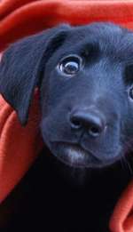 5002fotosobaki-narod-ru-770ac2ebf0bf5cda242ce902fc595fc2781064d0