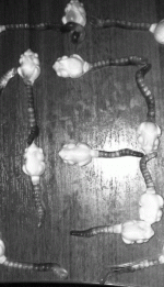 sam_4311-112271b9c19f56be1478335962f39f1826106dd9