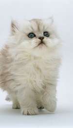 0b1e399b523033e51836caa677a21ba9-b1f4ec3fc233f43a497d91d785b8c399aea9d6d4