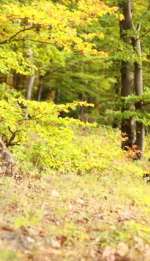 99dpx0-4a19f874aa54ced90696c7e8b82d55849da90103