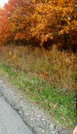 sam_0140shr-224ff9f4aae6f3e8b64eb6e55b0d5a6c0c266303