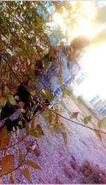 veneka-0141-f9ae038871fb6f4bedf24a67f73f5f2144d70806