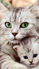 cat2-8359f1e297c665dd9922ac44408d643a12690266